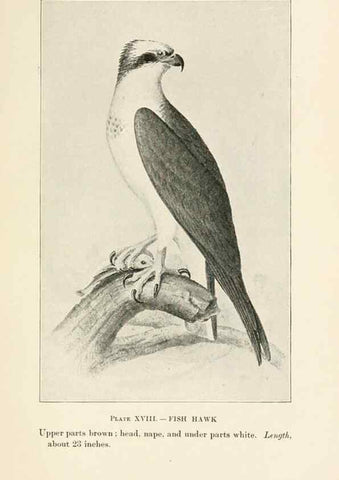 Reproducción/Reproduction 8494399003: Birds of village and field:. Boston,Houghton, Mifflin and company,1898.