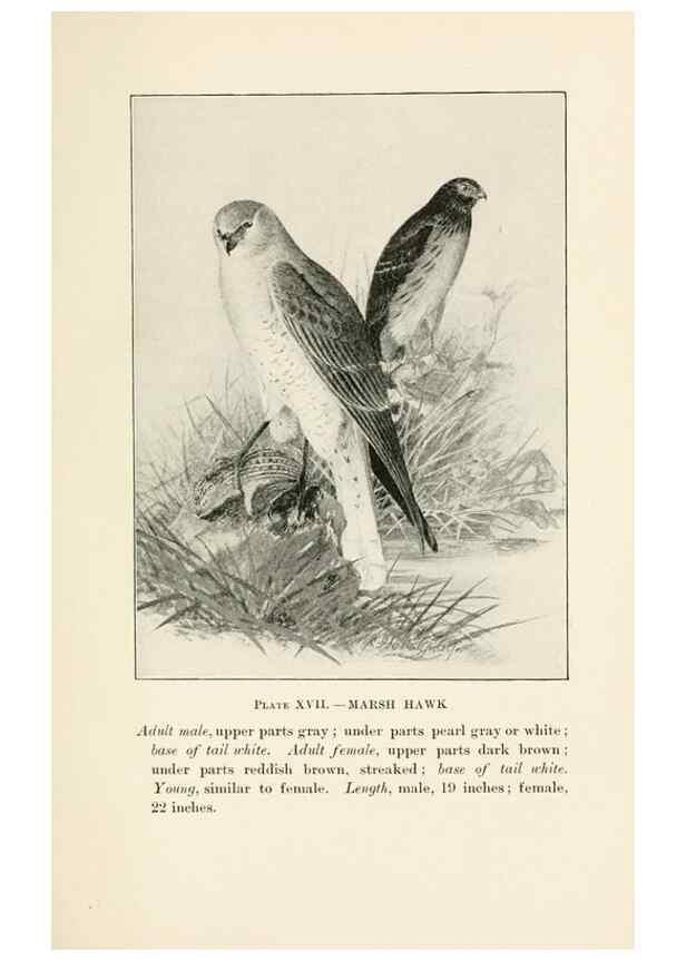 Reproducción/Reproduction 8495499748: Birds of village and field:. Boston,Houghton, Mifflin and company,1898.