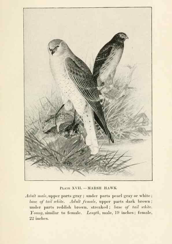Reproducción/Reproduction 8495499748: Birds of village and field:. Boston,Houghton, Mifflin and company,1898.
