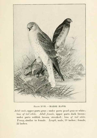 Reproducción/Reproduction 8495499748: Birds of village and field:. Boston,Houghton, Mifflin and company,1898.