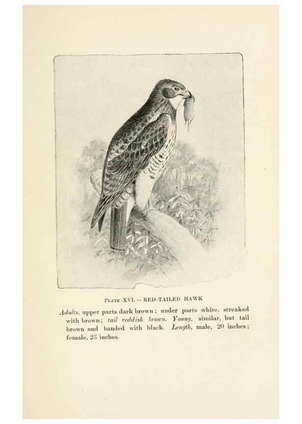 Reproducción/Reproduction 8495498732: Birds of village and field:. Boston,Houghton, Mifflin and company,1898.