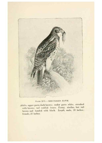 Reproducción/Reproduction 8495498732: Birds of village and field:. Boston,Houghton, Mifflin and company,1898.