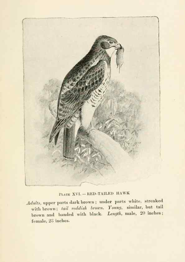 Reproducción/Reproduction 8495498732: Birds of village and field:. Boston,Houghton, Mifflin and company,1898.