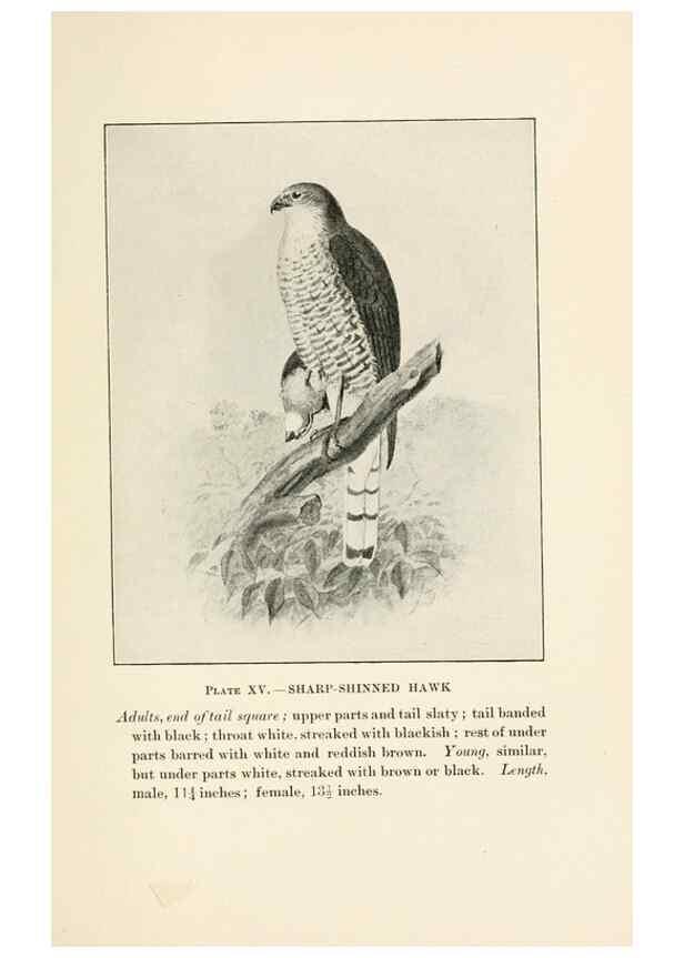 Reproducción/Reproduction 8494397115: Birds of village and field:. Boston,Houghton, Mifflin and company,1898.