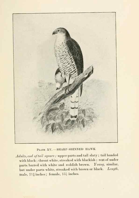Reproducción/Reproduction 8494397115: Birds of village and field:. Boston,Houghton, Mifflin and company,1898.