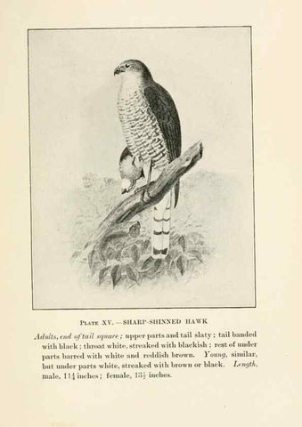 Reproducción/Reproduction 8494397115: Birds of village and field:. Boston,Houghton, Mifflin and company,1898.
