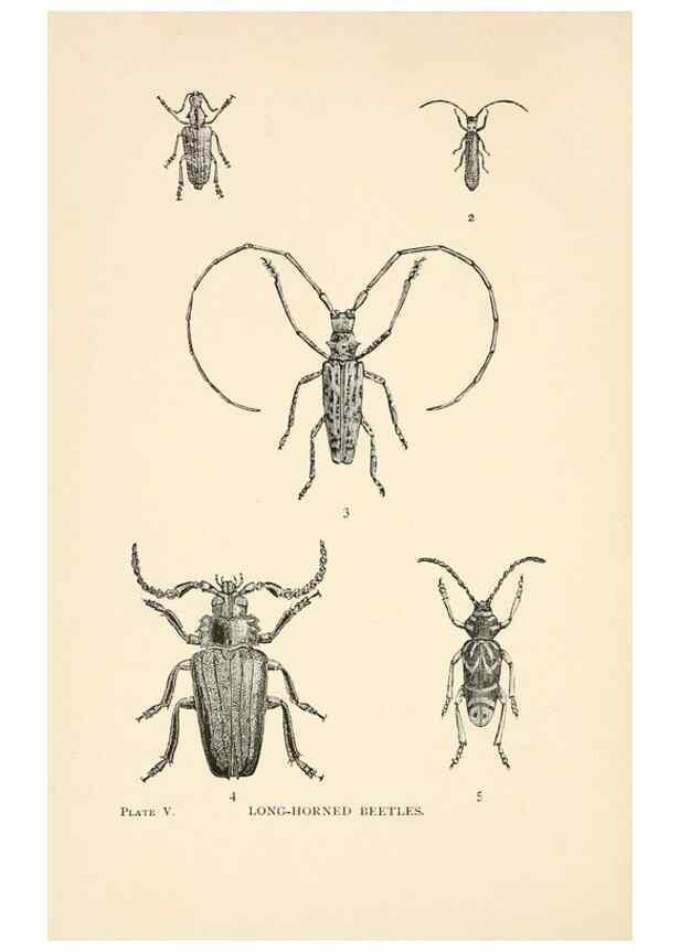 Reproducción/Reproduction 8495326320: Insect life;. New York,D.Appleton and Company,1897.