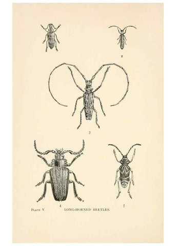 Reproducción/Reproduction 8495326320: Insect life;. New York,D.Appleton and Company,1897.