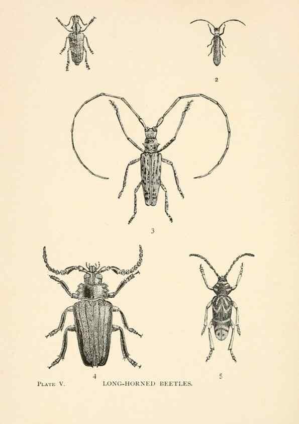 Reproducción/Reproduction 8495326320: Insect life;. New York,D.Appleton and Company,1897.
