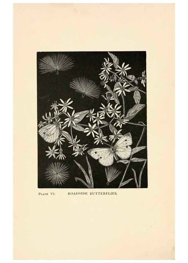 Reproducción/Reproduction 8495326898: Insect life;. New York,D.Appleton and Company,1897.