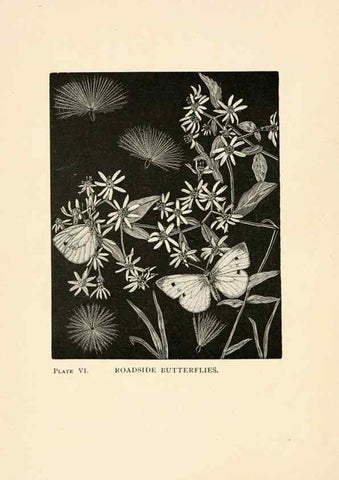 Reproducción/Reproduction 8495326898: Insect life;. New York,D.Appleton and Company,1897.