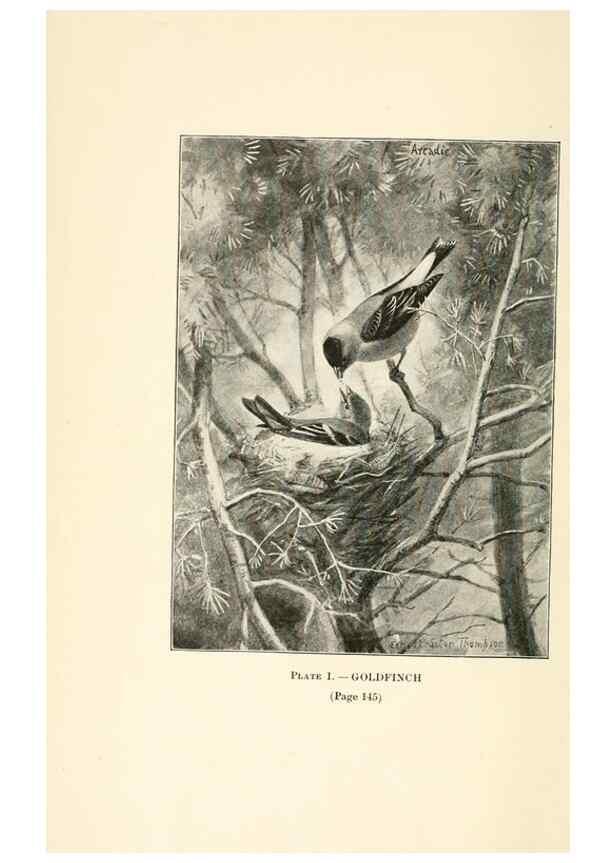 Reproducción/Reproduction 8495490324: Birds of village and field:. Boston,Houghton, Mifflin and company,1898.