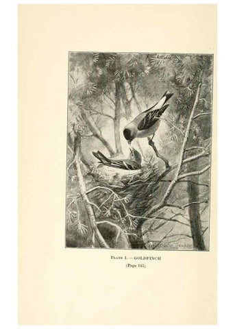 Reproducción/Reproduction 8495490324: Birds of village and field:. Boston,Houghton, Mifflin and company,1898.