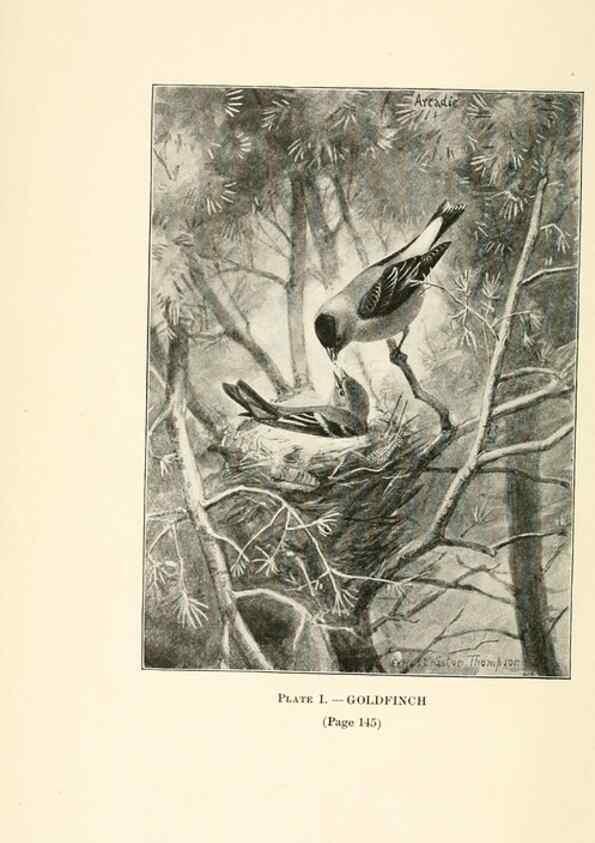 Reproducción/Reproduction 8495490324: Birds of village and field:. Boston,Houghton, Mifflin and company,1898.