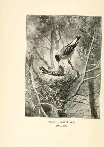 Reproducción/Reproduction 8495490324: Birds of village and field:. Boston,Houghton, Mifflin and company,1898.