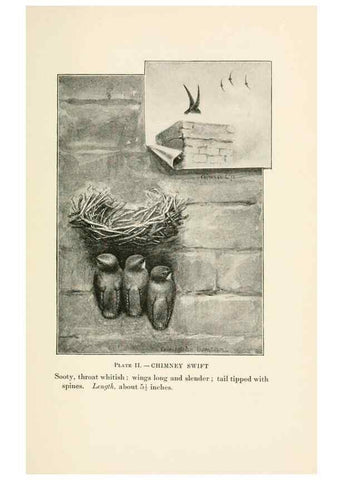 Reproducción/Reproduction 8495490868: Birds of village and field:. Boston,Houghton, Mifflin and company,1898.
