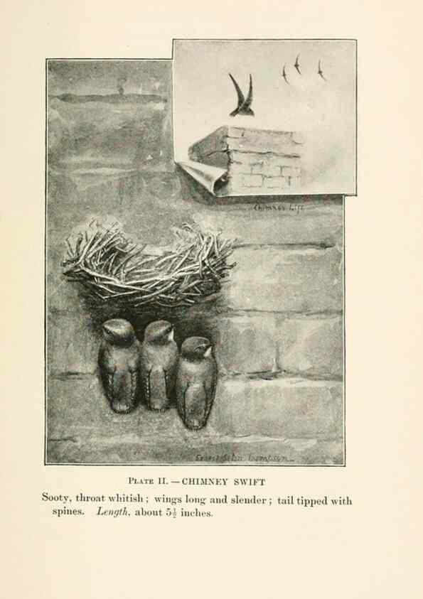 Reproducción/Reproduction 8495490868: Birds of village and field:. Boston,Houghton, Mifflin and company,1898.
