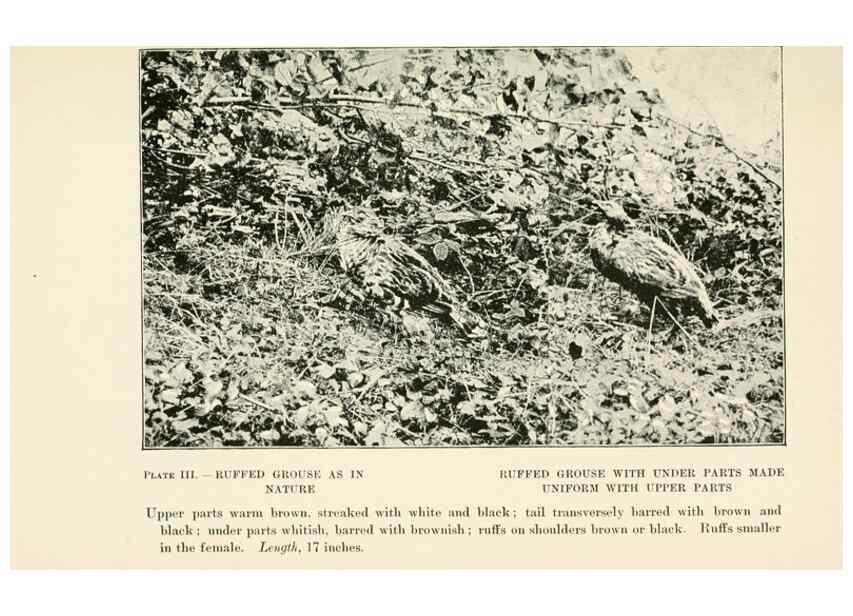 Reproducción/Reproduction 8495491528: Birds of village and field:. Boston,Houghton, Mifflin and company,1898.