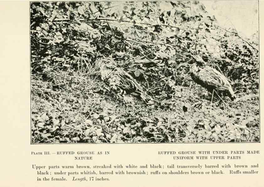 Reproducción/Reproduction 8495491528: Birds of village and field:. Boston,Houghton, Mifflin and company,1898.