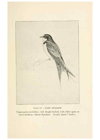 Reproducción/Reproduction 8494391351: Birds of village and field:. Boston,Houghton, Mifflin and company,1898.