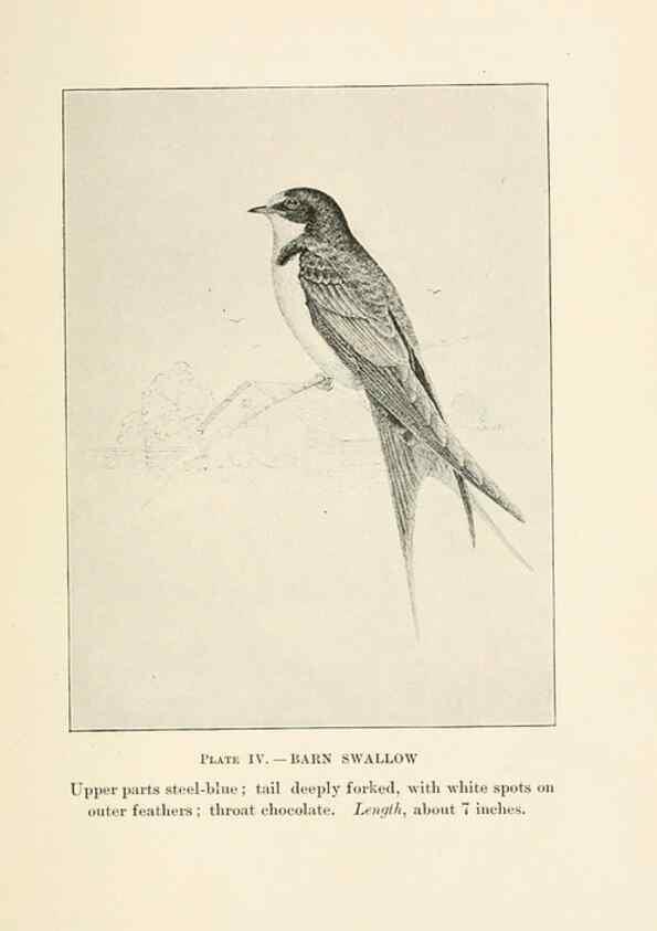 Reproducción/Reproduction 8494391351: Birds of village and field:. Boston,Houghton, Mifflin and company,1898.