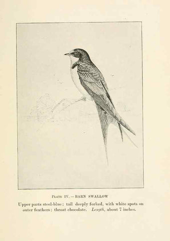 Reproducción/Reproduction 8494391351: Birds of village and field:. Boston,Houghton, Mifflin and company,1898.