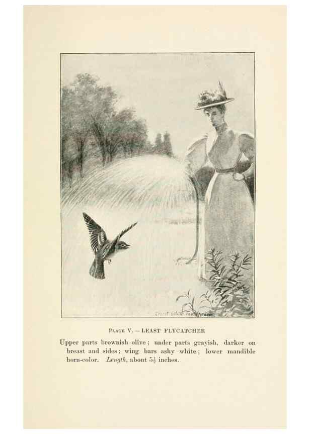 Reproducción/Reproduction 8495492908: Birds of village and field:. Boston,Houghton, Mifflin and company,1898.