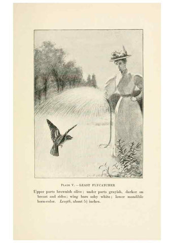 Reproducción/Reproduction 8495492908: Birds of village and field:. Boston,Houghton, Mifflin and company,1898.