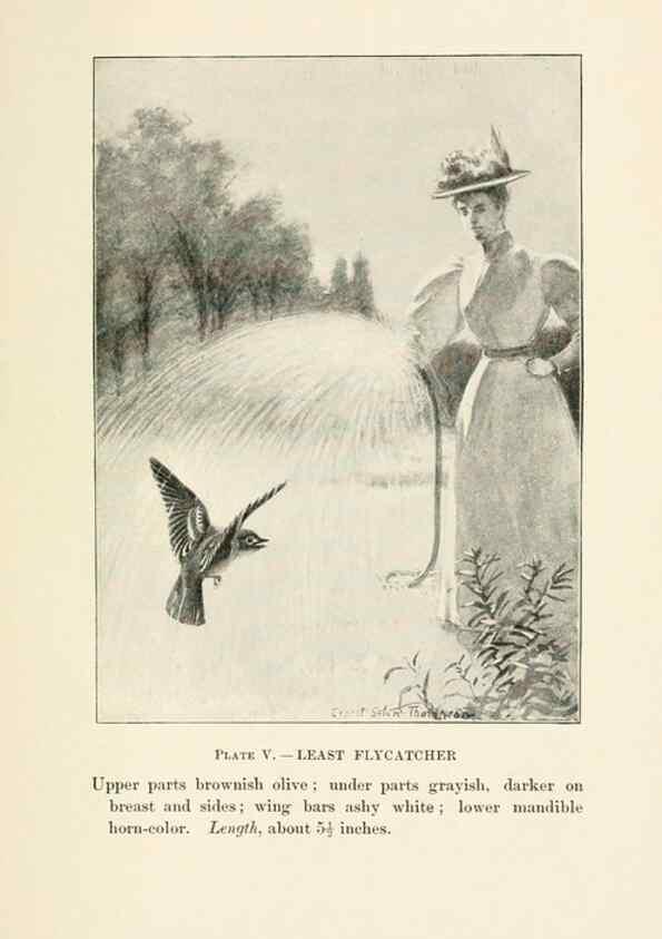 Reproducción/Reproduction 8495492908: Birds of village and field:. Boston,Houghton, Mifflin and company,1898.