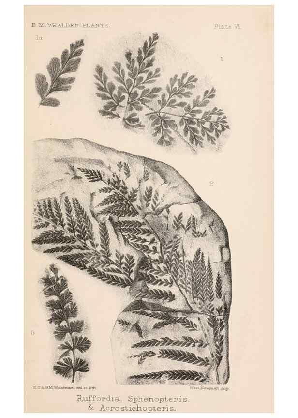 Reproducción/Reproduction 8494469283: Catalogue of the Mesozoic plants in the Department of Geology, British Museum (Natural History). London,Trustees of the B.M.,1894-1915.