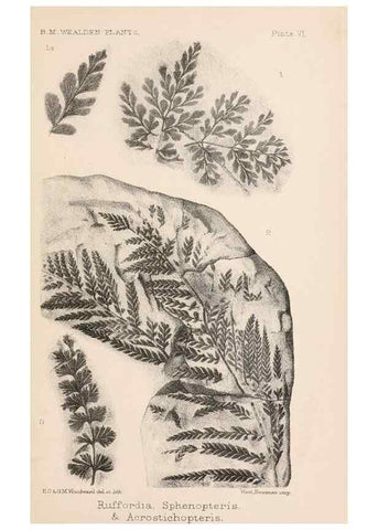 Reproducción/Reproduction 8494469283: Catalogue of the Mesozoic plants in the Department of Geology, British Museum (Natural History). London,Trustees of the B.M.,1894-1915.