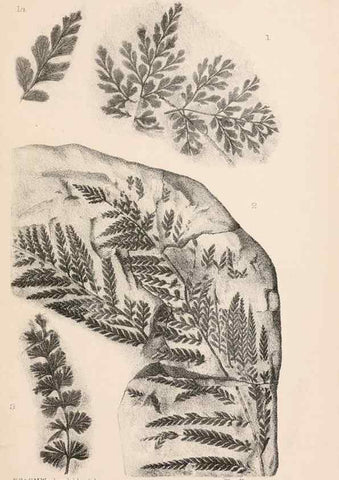 Reproducción/Reproduction 8494469283: Catalogue of the Mesozoic plants in the Department of Geology, British Museum (Natural History). London,Trustees of the B.M.,1894-1915.