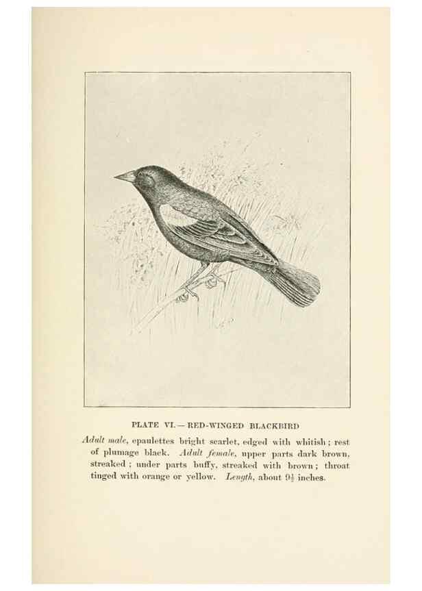 Reproducción/Reproduction 8495493464: Birds of village and field:. Boston,Houghton, Mifflin and company,1898.