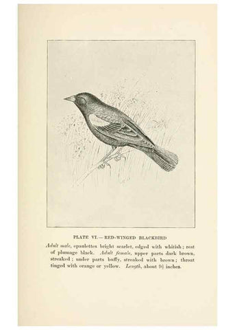 Reproducción/Reproduction 8495493464: Birds of village and field:. Boston,Houghton, Mifflin and company,1898.