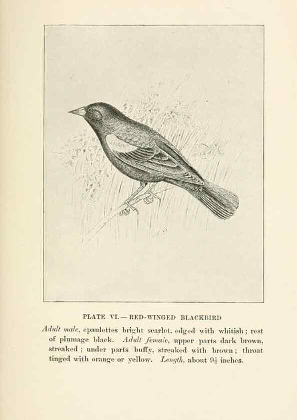 Reproducción/Reproduction 8495493464: Birds of village and field:. Boston,Houghton, Mifflin and company,1898.