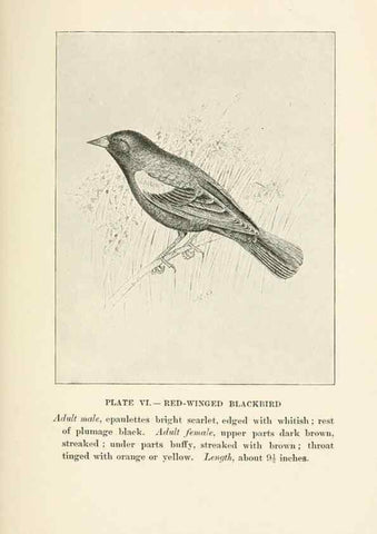 Reproducción/Reproduction 8495493464: Birds of village and field:. Boston,Houghton, Mifflin and company,1898.