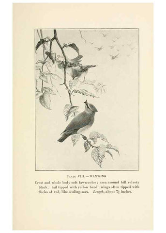Reproducción/Reproduction 8495494334: Birds of village and field:. Boston,Houghton, Mifflin and company,1898.
