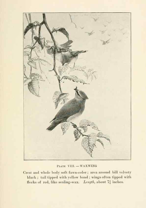 Reproducción/Reproduction 8495494334: Birds of village and field:. Boston,Houghton, Mifflin and company,1898.