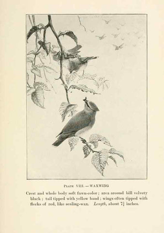 Reproducción/Reproduction 8495494334: Birds of village and field:. Boston,Houghton, Mifflin and company,1898.