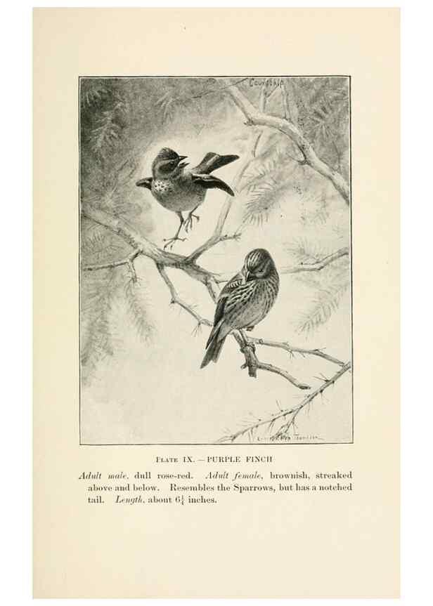 Reproducción/Reproduction 8494393721: Birds of village and field:. Boston,Houghton, Mifflin and company,1898.