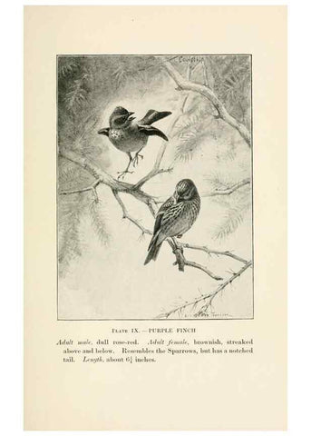 Reproducción/Reproduction 8494393721: Birds of village and field:. Boston,Houghton, Mifflin and company,1898.