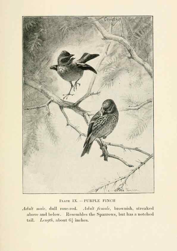 Reproducción/Reproduction 8494393721: Birds of village and field:. Boston,Houghton, Mifflin and company,1898.