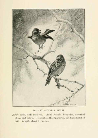 Reproducción/Reproduction 8494393721: Birds of village and field:. Boston,Houghton, Mifflin and company,1898.