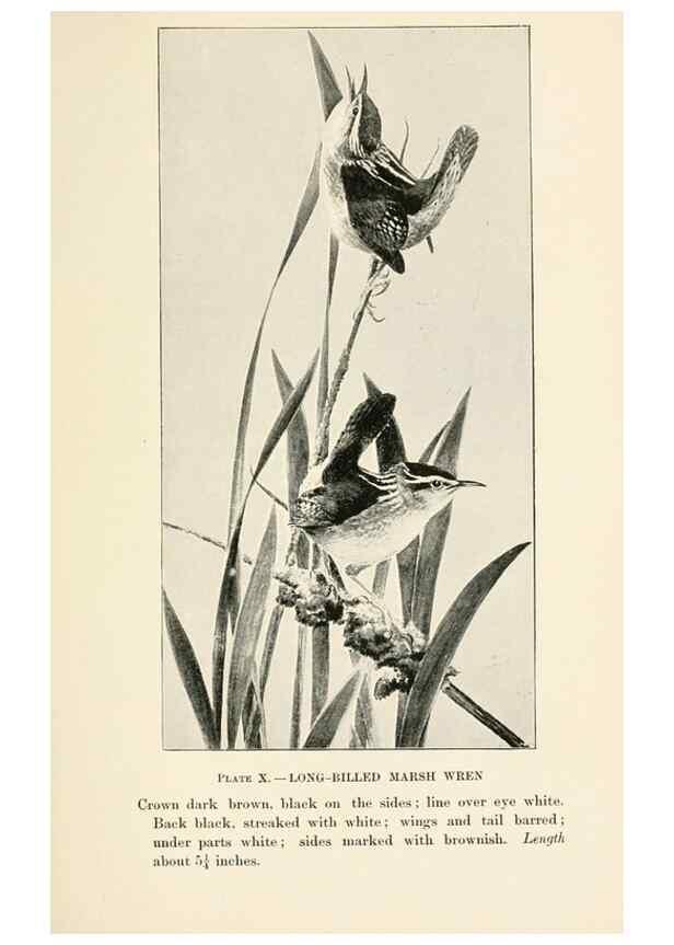 Reproducción/Reproduction 8494394295: Birds of village and field:. Boston,Houghton, Mifflin and company,1898.