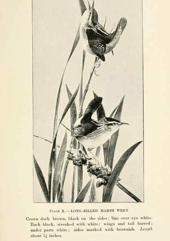Reproducción/Reproduction 8494394295: Birds of village and field:. Boston,Houghton, Mifflin and company,1898.