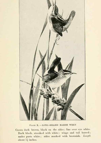 Reproducción/Reproduction 8494394295: Birds of village and field:. Boston,Houghton, Mifflin and company,1898.