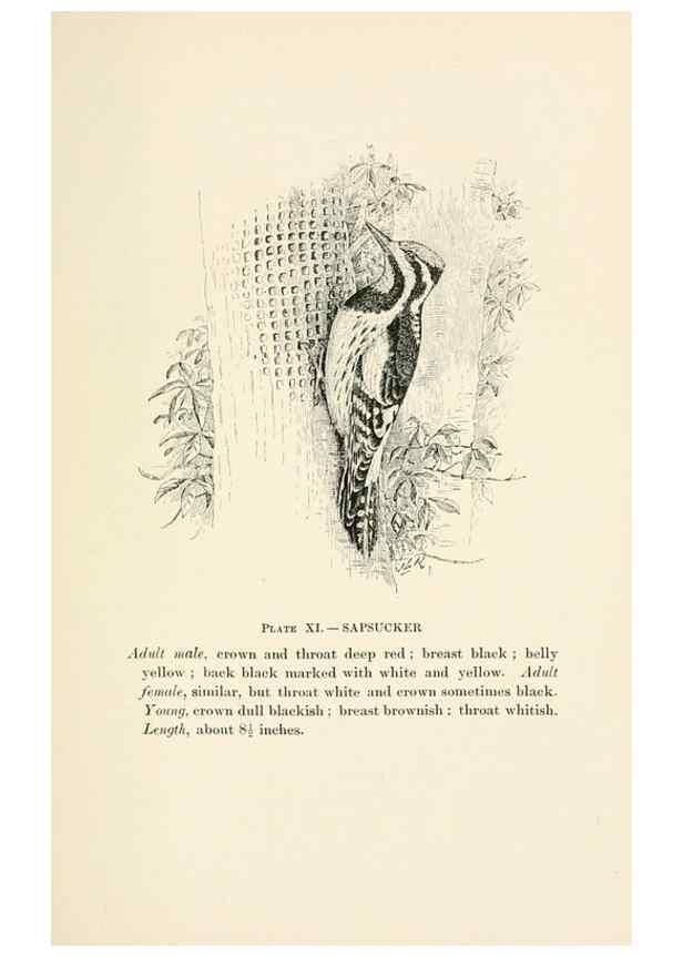 Reproducción/Reproduction 8495495966: Birds of village and field:. Boston,Houghton, Mifflin and company,1898.