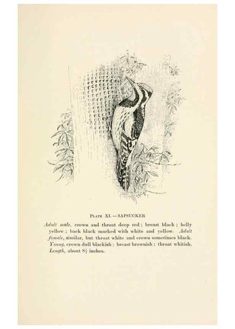 Reproducción/Reproduction 8495495966: Birds of village and field:. Boston,Houghton, Mifflin and company,1898.