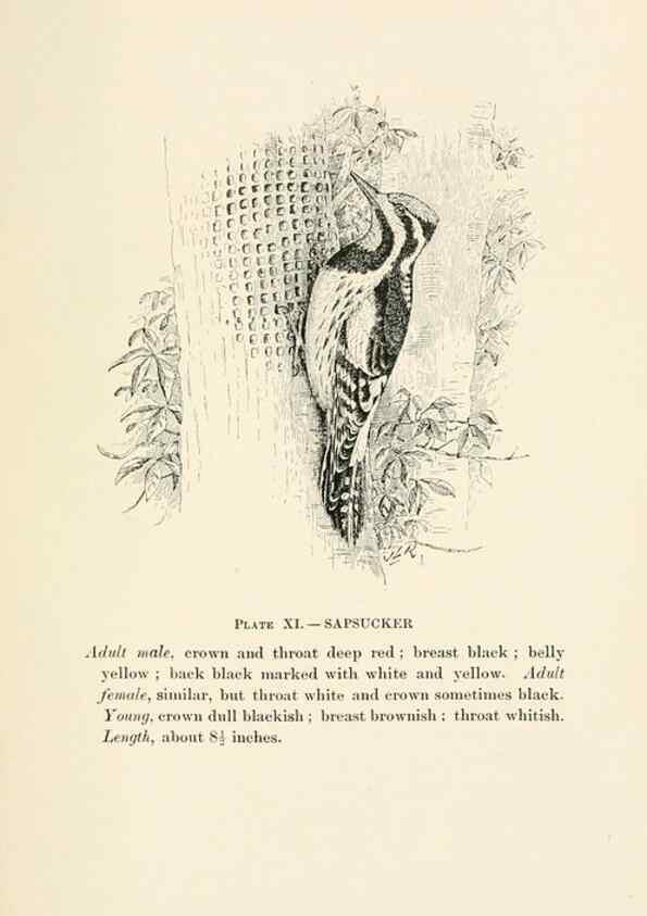 Reproducción/Reproduction 8495495966: Birds of village and field:. Boston,Houghton, Mifflin and company,1898.