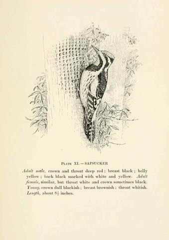 Reproducción/Reproduction 8495495966: Birds of village and field:. Boston,Houghton, Mifflin and company,1898.